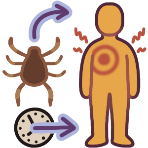 a tick with an arrow pointing to a person with pain marks and an inflamed, target shaped bite on their torso. below the tick is a clock with an arrow that points right, to the future.